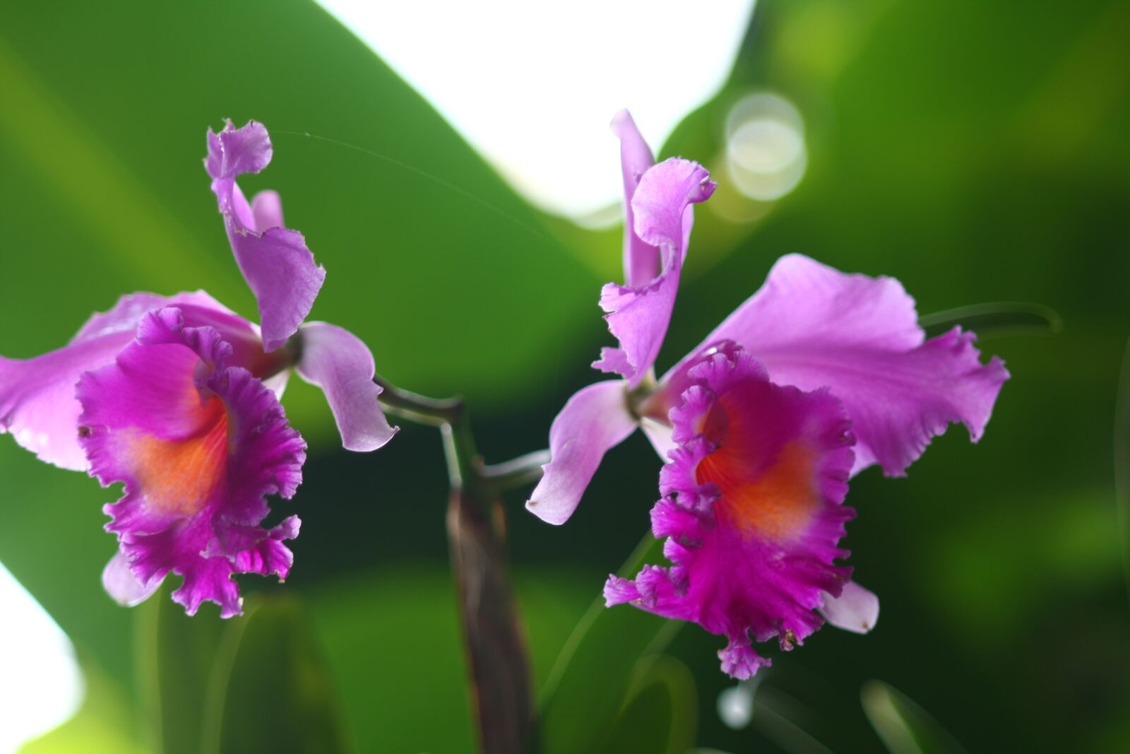 Canon EOS 40D sample photo. Flowers, cattleya, purple photography