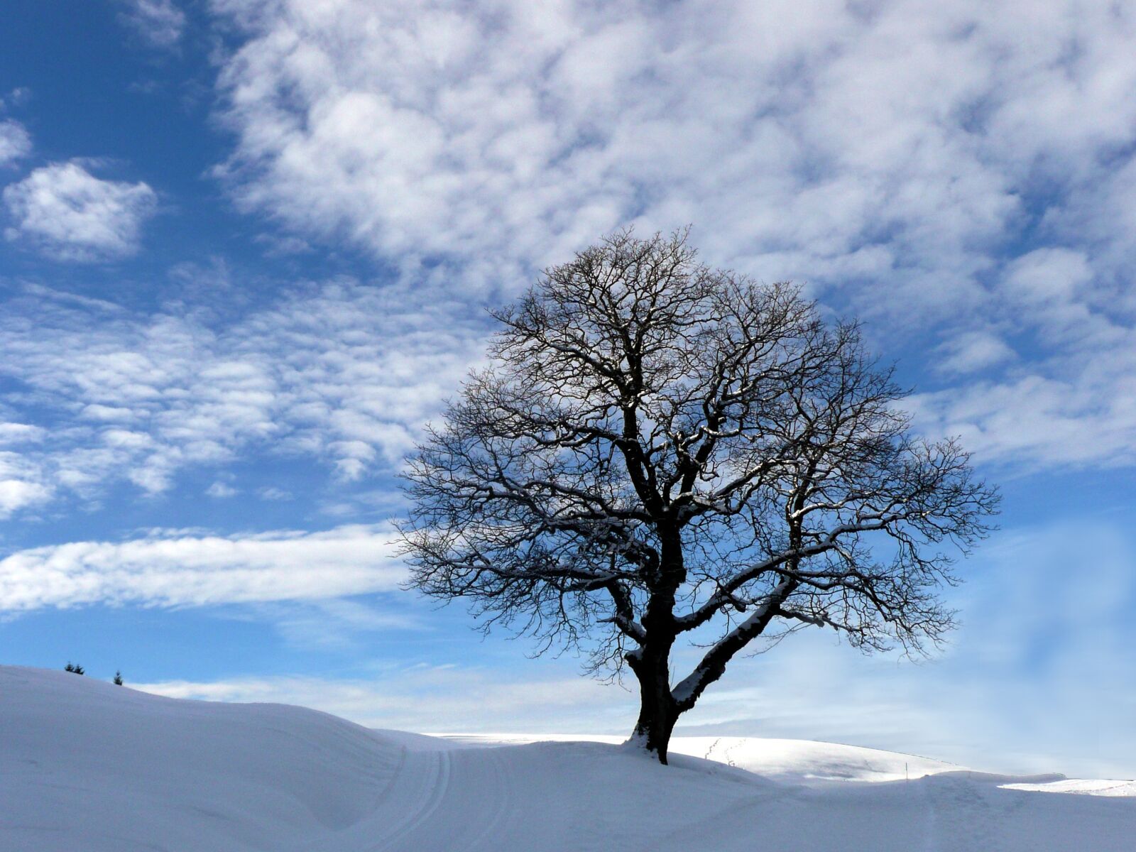 Panasonic DMC-TZ3 sample photo. Winter, snow landscape, tree photography