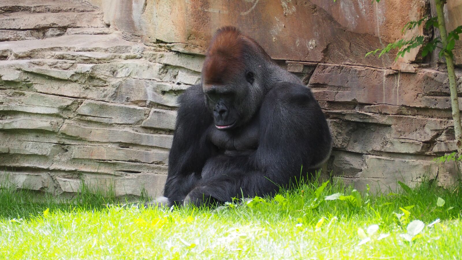 Olympus OM-D E-M10 II sample photo. Gorilla, monkey, ape photography
