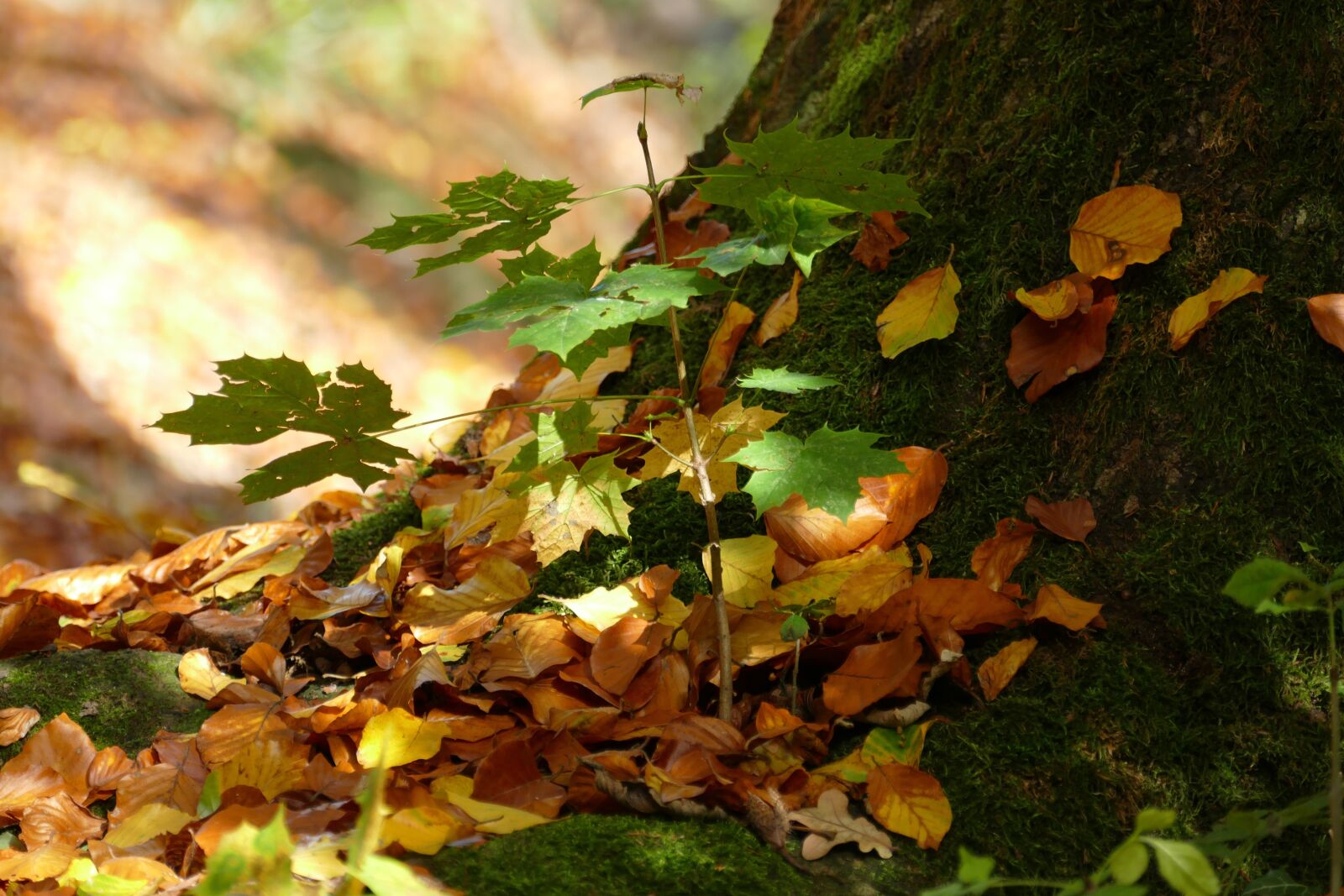 Panasonic Lumix DMC-FZ1000 sample photo. Autumn, leaves, colorful photography