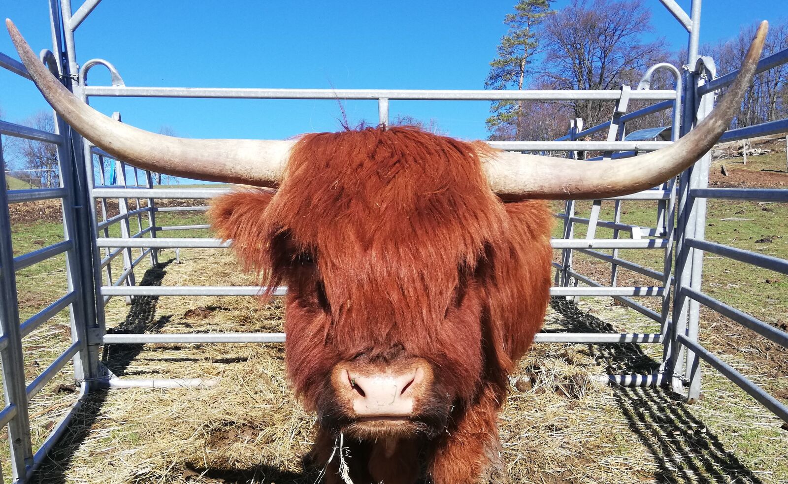 HUAWEI P20 lite sample photo. Highland beef, bull, cattle photography