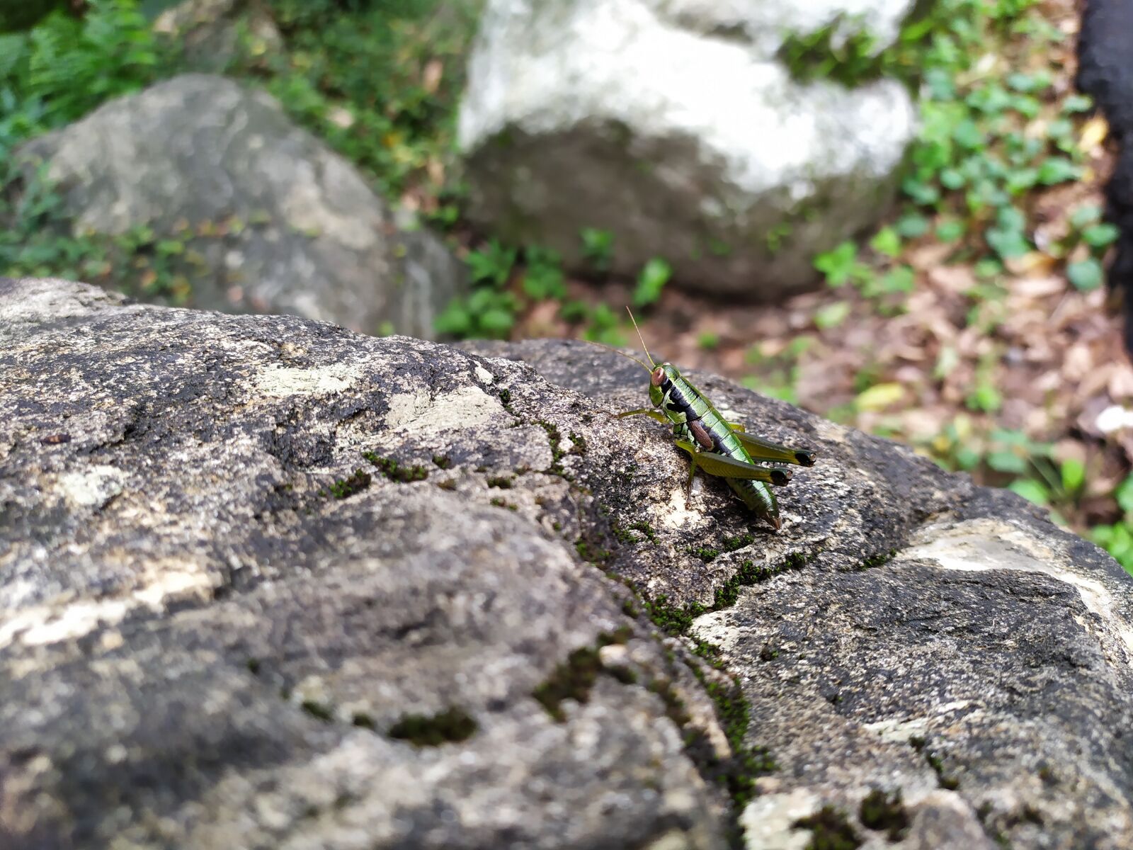 Xiaomi Redmi Note 7 sample photo. Grasshopper, quentin chong, insect photography