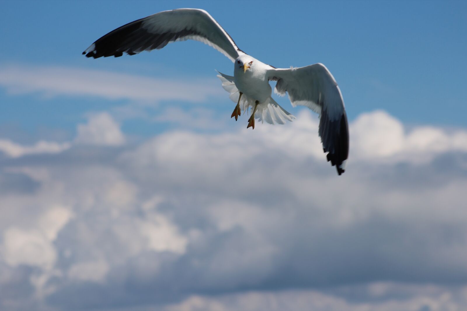Canon EF 75-300mm f/4-5.6 USM sample photo. Bird, nature, sky photography