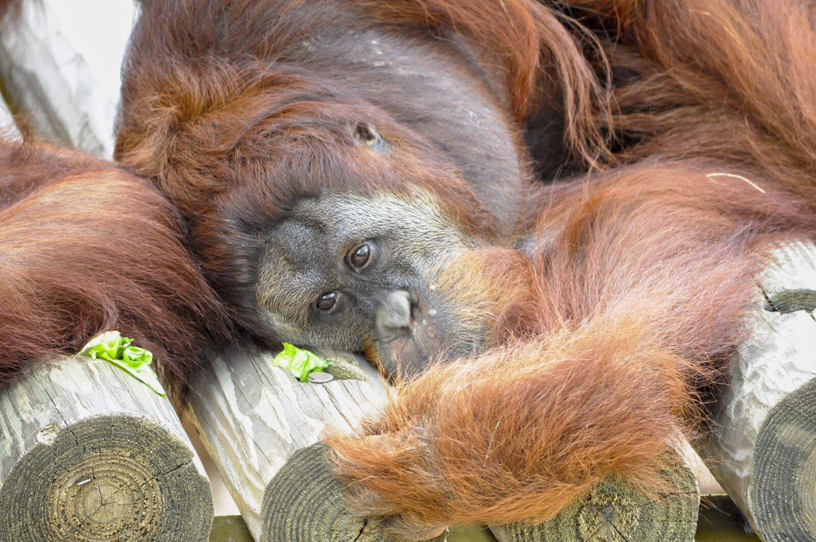 Nikon D5000 sample photo. Orangutan, animal, mammals photography
