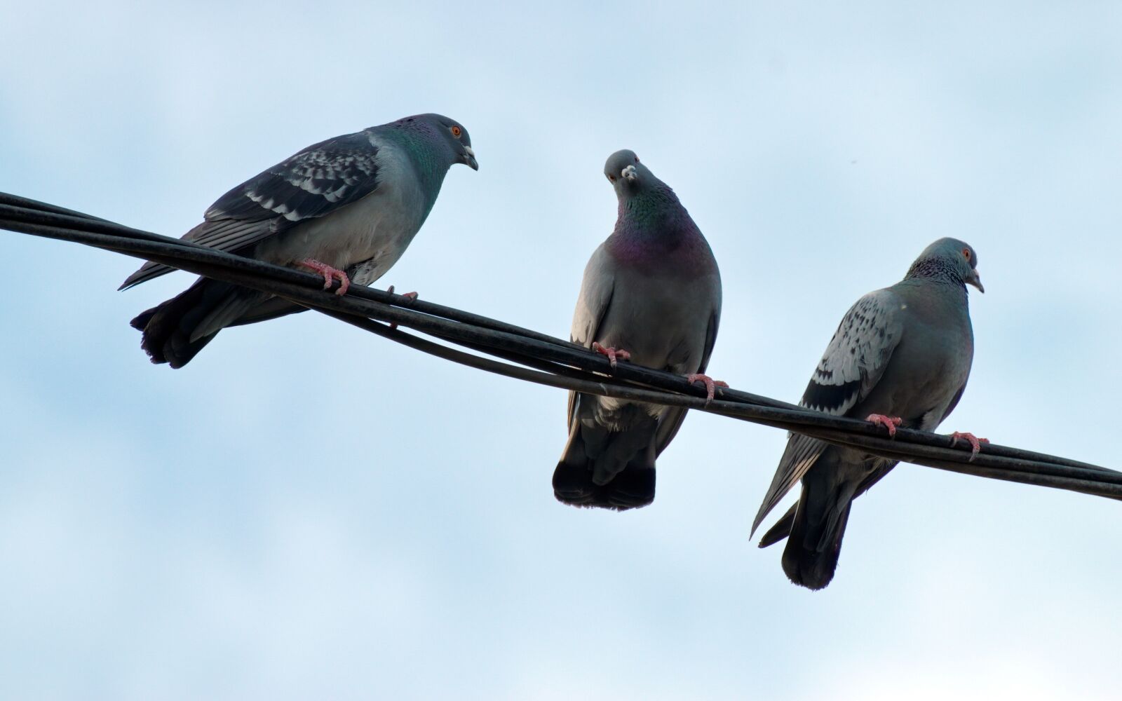 Nikon D5300 sample photo. Birds, pigeons, plumage photography