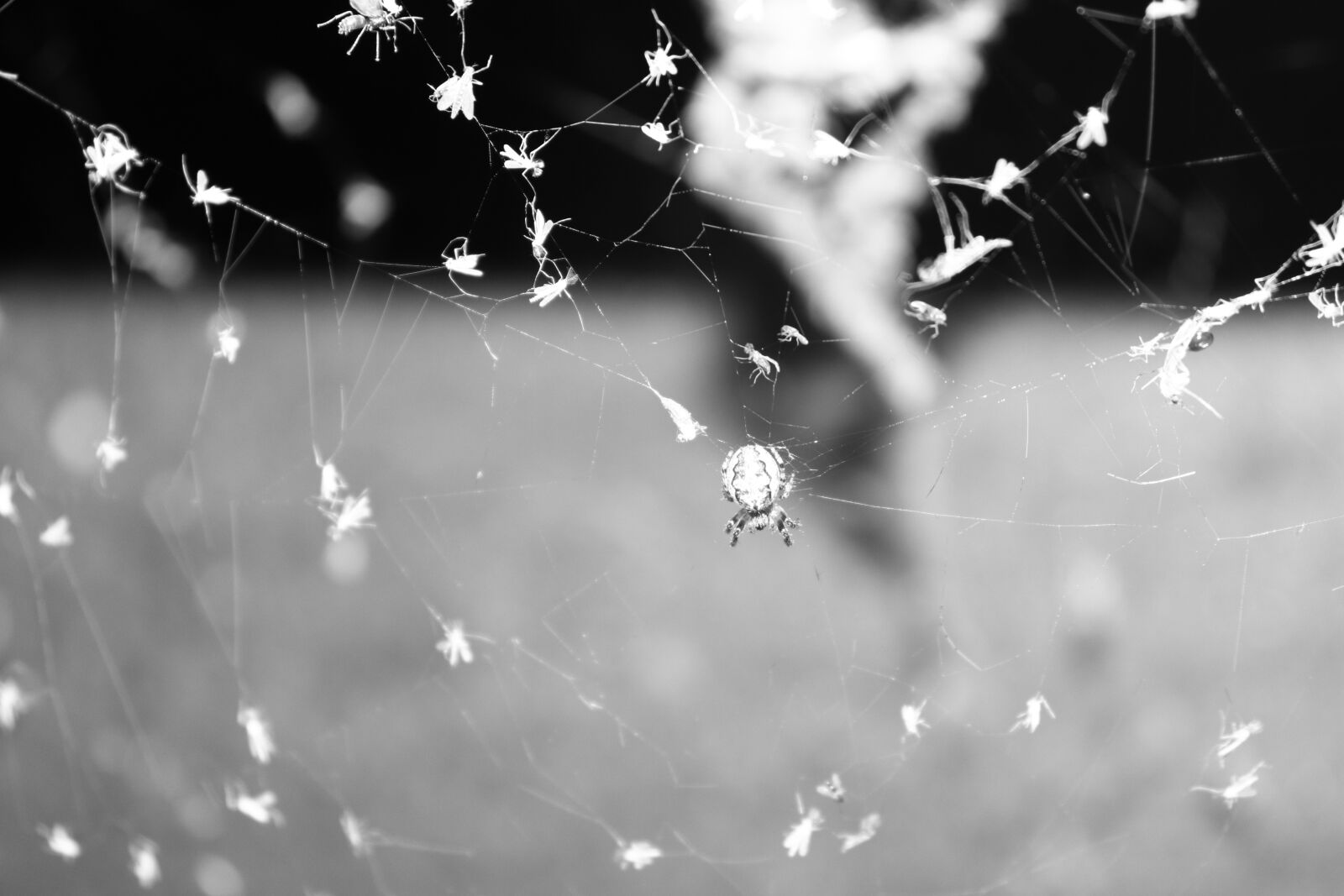 Canon EOS 200D (EOS Rebel SL2 / EOS Kiss X9) sample photo. Spider, black and white photography