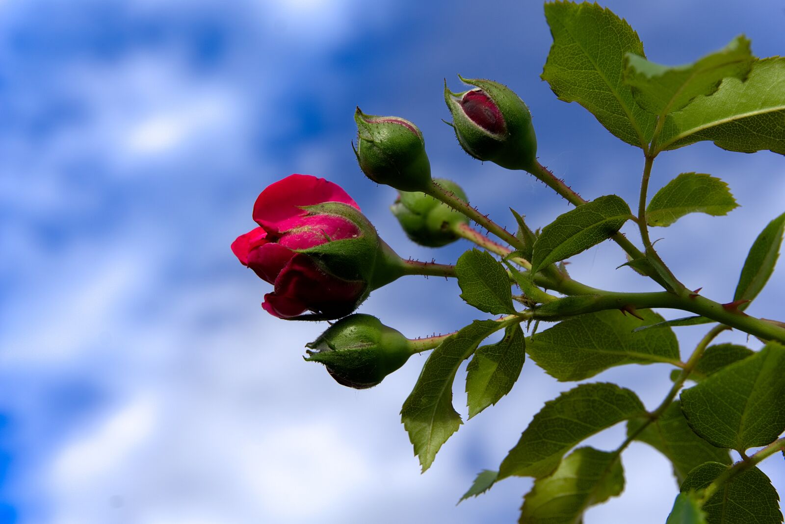 Sony a6000 sample photo. Rose, bud, blossom photography