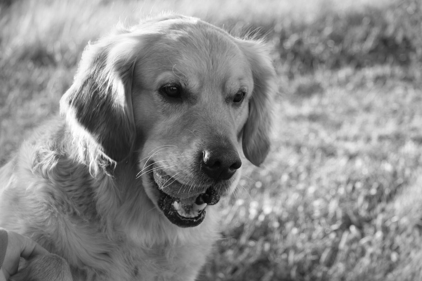 Canon EOS 50D sample photo. Dog, golden, black white photography
