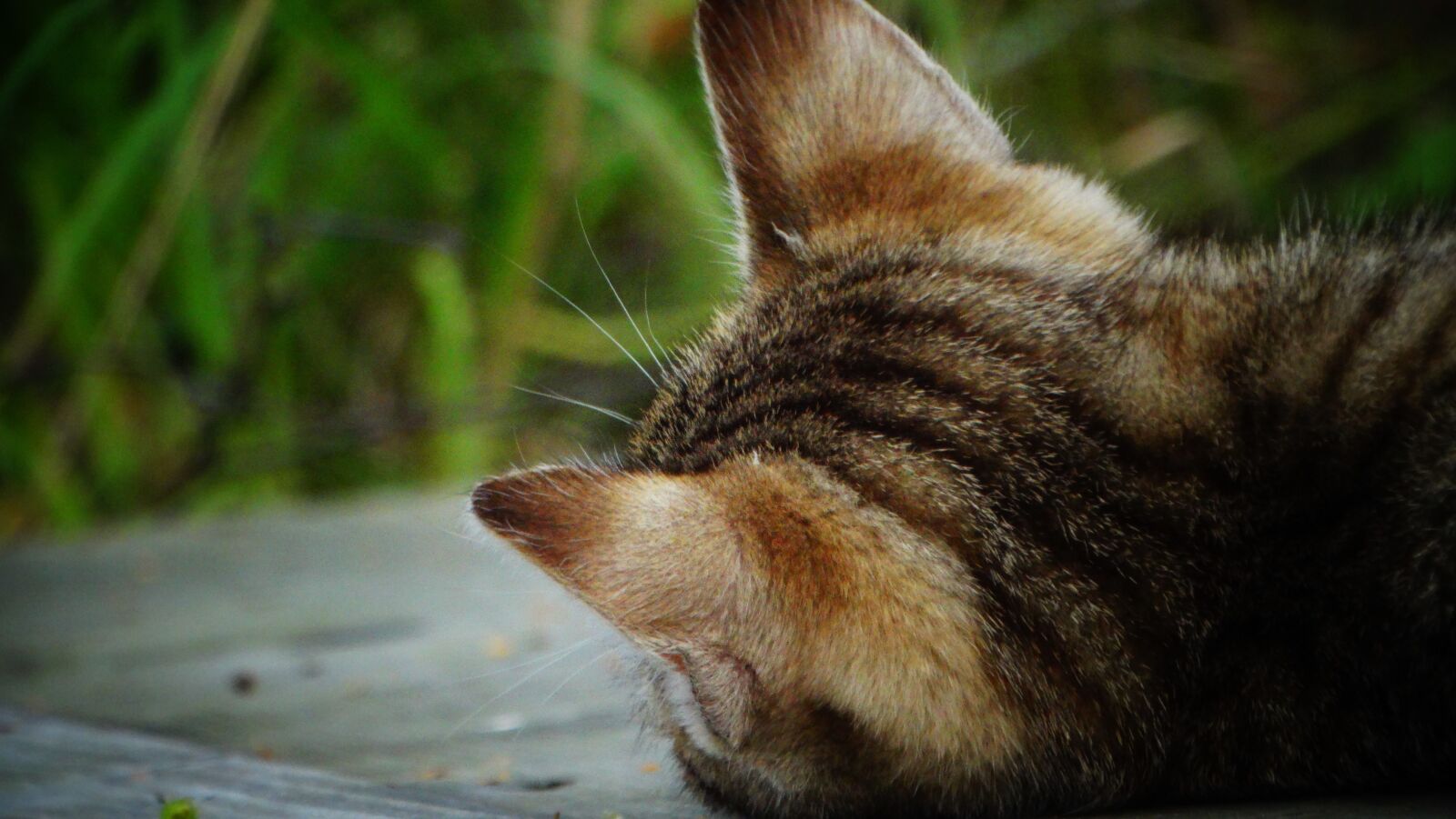 Sony Cyber-shot DSC-HX300 sample photo. Cat, kitten, pet photography