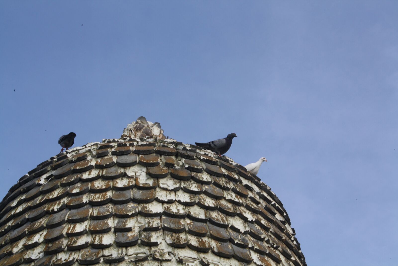 Canon EOS 1000D (EOS Digital Rebel XS / EOS Kiss F) sample photo. Birds, in a tower photography
