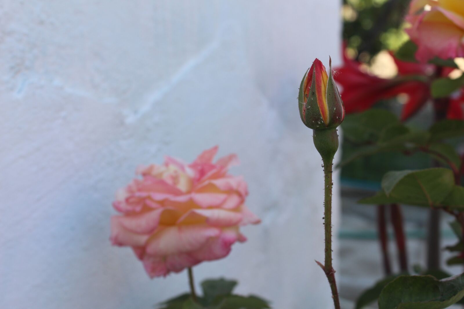 Canon EOS 650D (EOS Rebel T4i / EOS Kiss X6i) sample photo. Flower, nature, plant photography