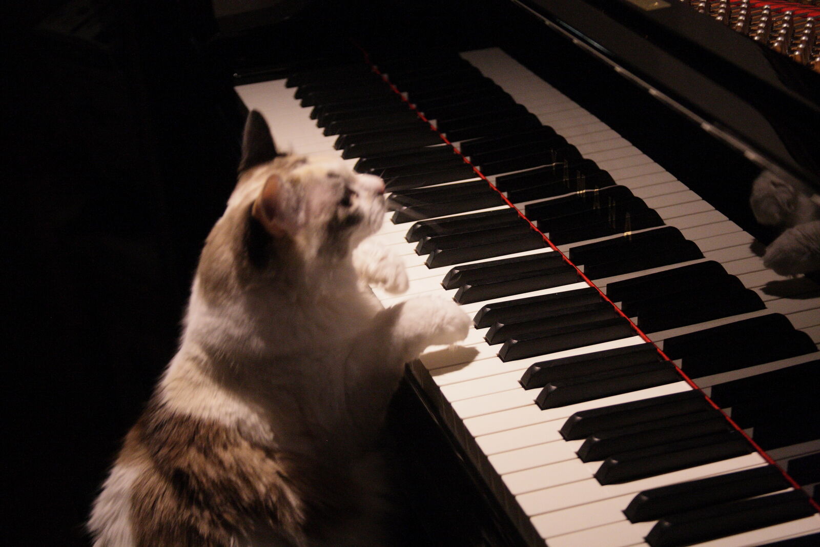 Canon EOS-1D Mark III + Canon EF 28-135mm F3.5-5.6 IS USM sample photo. Black, cat, music, pianist photography