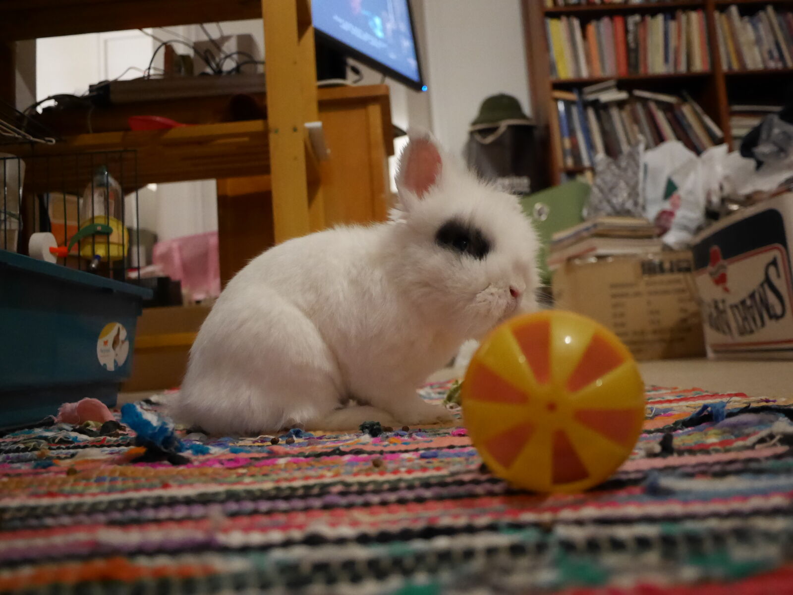 Panasonic Lumix G 14mm F2.5 II ASPH sample photo. Disapproving bunny analog photography