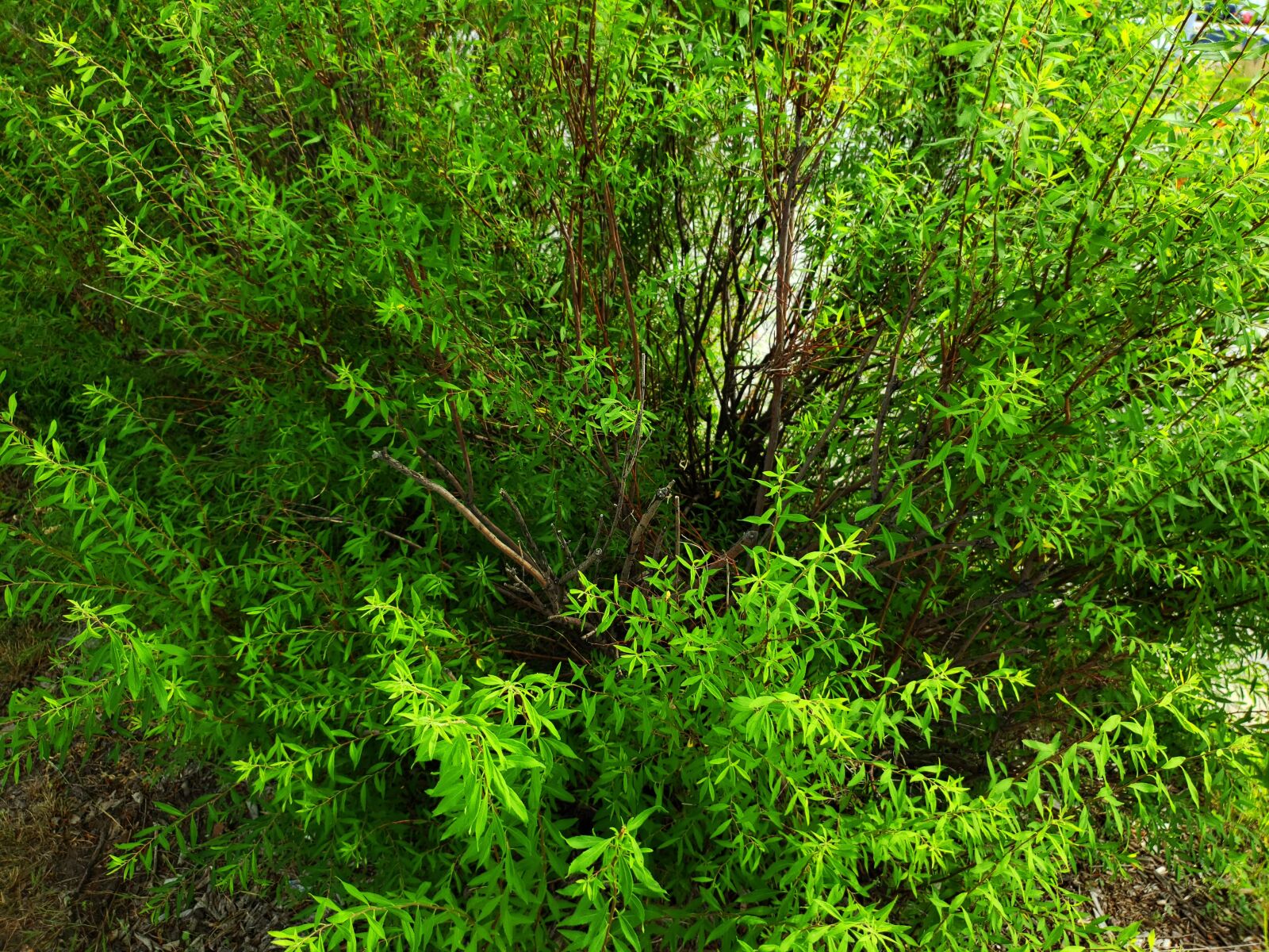 Samsung Galaxy S9+ sample photo. Plant, green, branches photography
