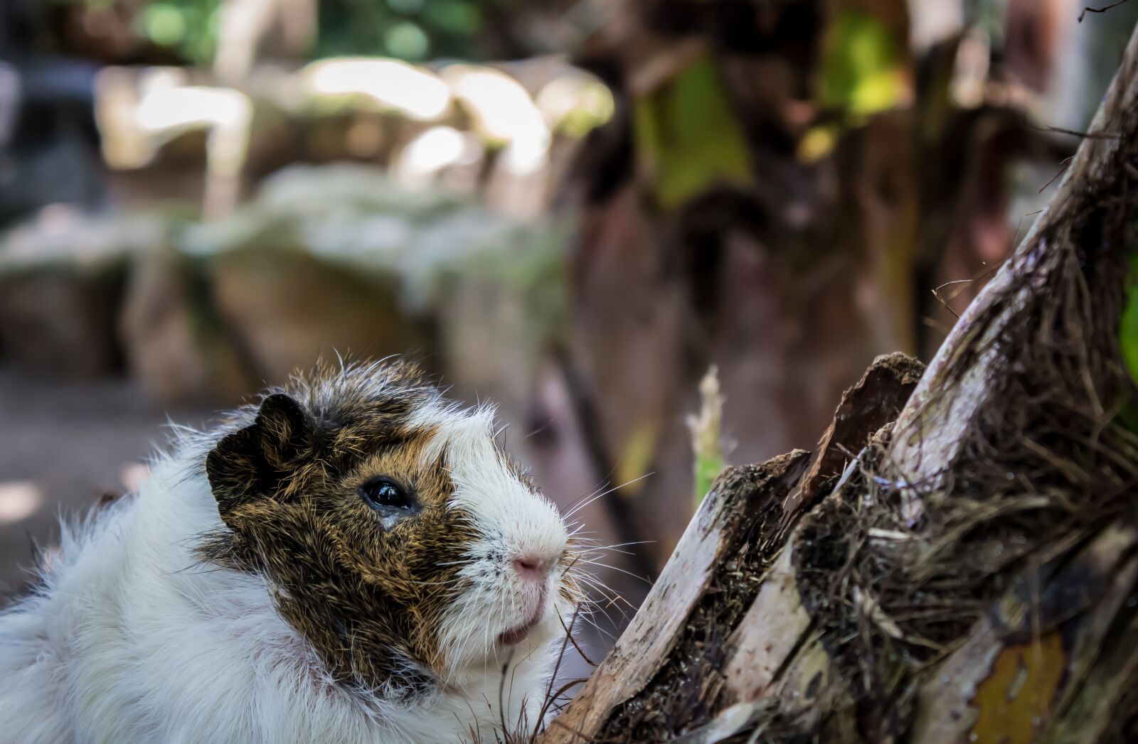 Canon EOS 100D (EOS Rebel SL1 / EOS Kiss X7) sample photo. Guinea pig, animal, cute photography