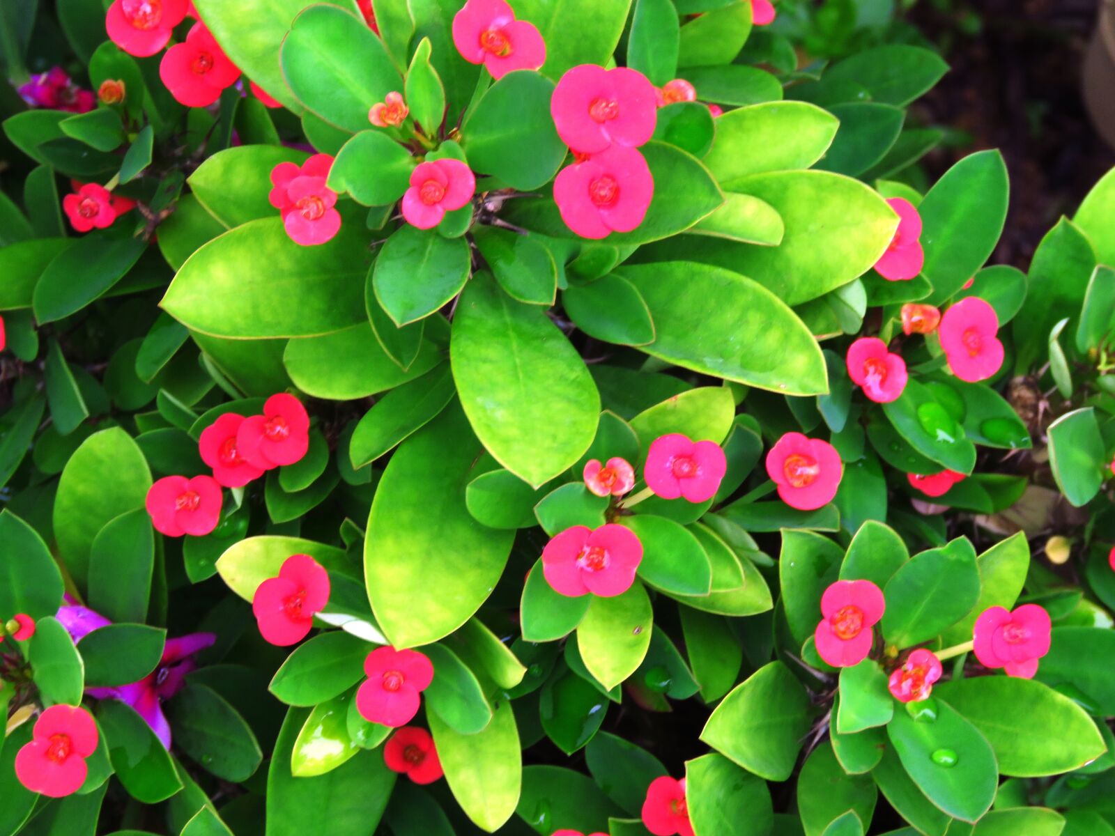 Canon PowerShot SX60 HS sample photo. Flowers, garden, rummy photography