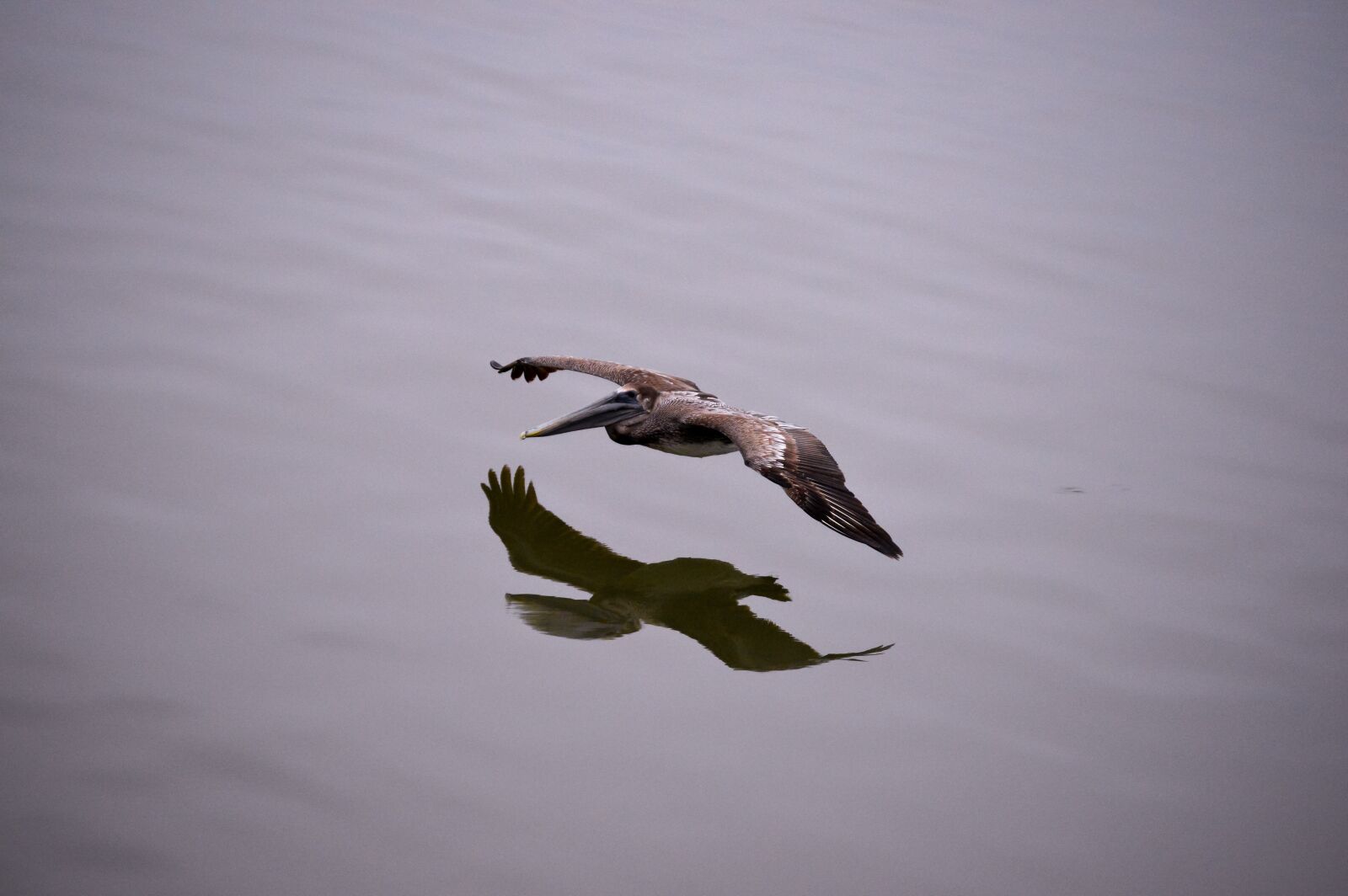 Nikon D3200 sample photo. Pelican, sea, ocean photography