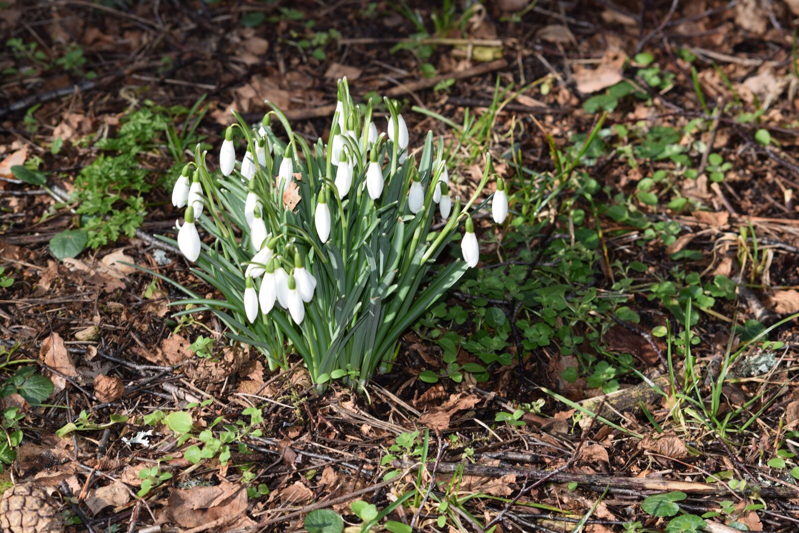 Nikon D5300 sample photo. Snowdrops, our characters, flowers photography