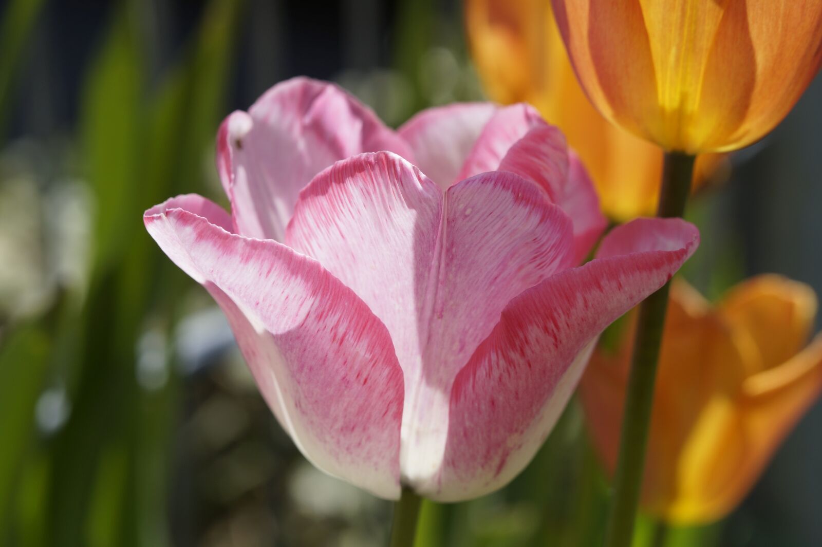 Sony SLT-A58 sample photo. Tulip, flower, pink photography