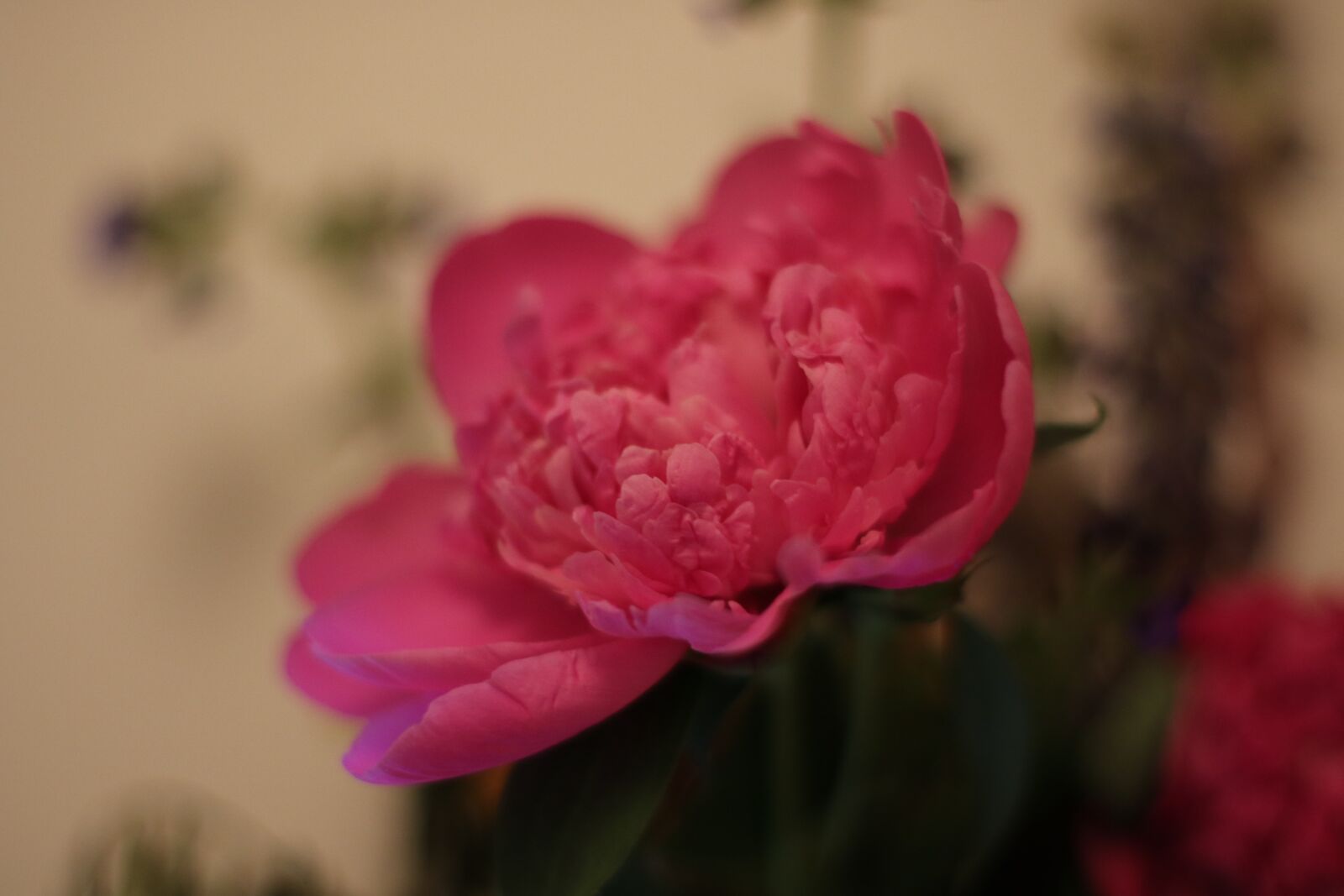 Canon EOS 7D Mark II + Canon EF 50mm F1.4 USM sample photo. Flower, peony, pink photography