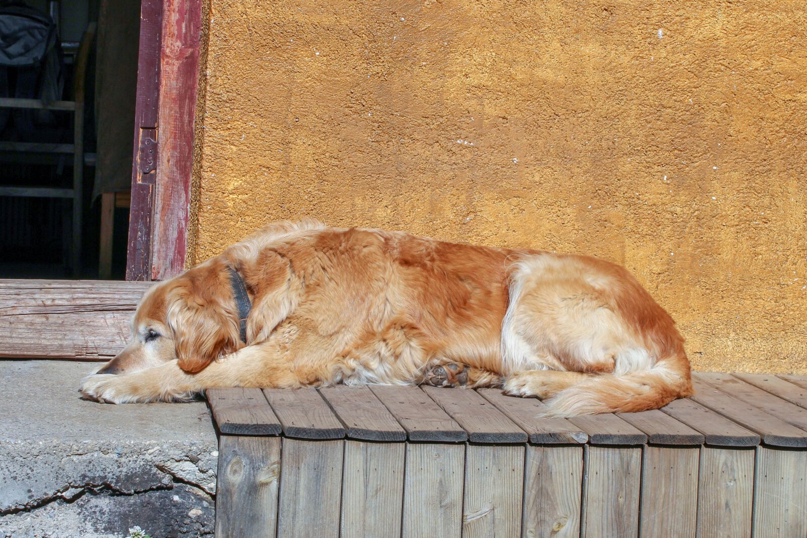 Canon EOS 700D (EOS Rebel T5i / EOS Kiss X7i) sample photo. Dog, wall, old house photography
