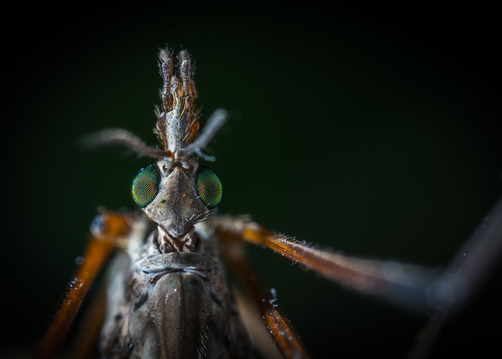 #124 65/2.8 sample photo. Insect, bespozvonochnoe, nature photography