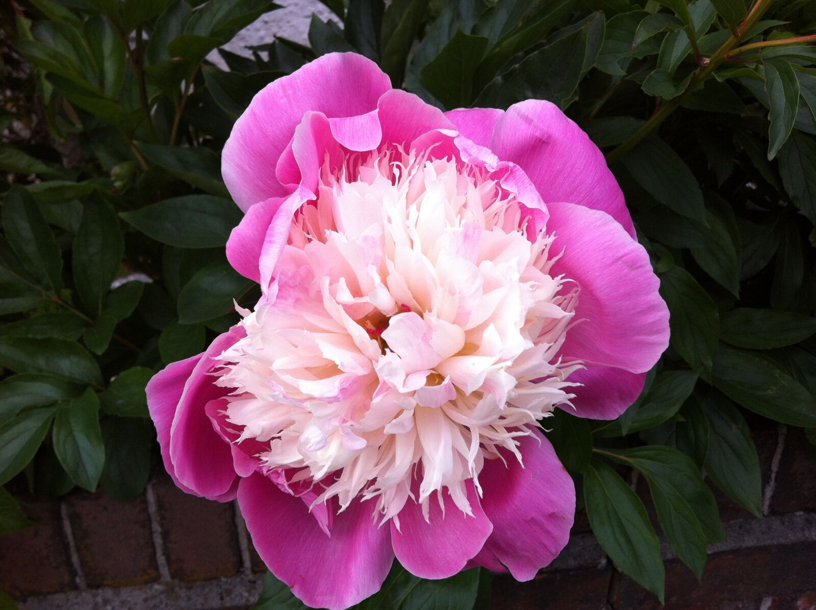 Apple iPhone 4 sample photo. Pink, flower, blossom photography