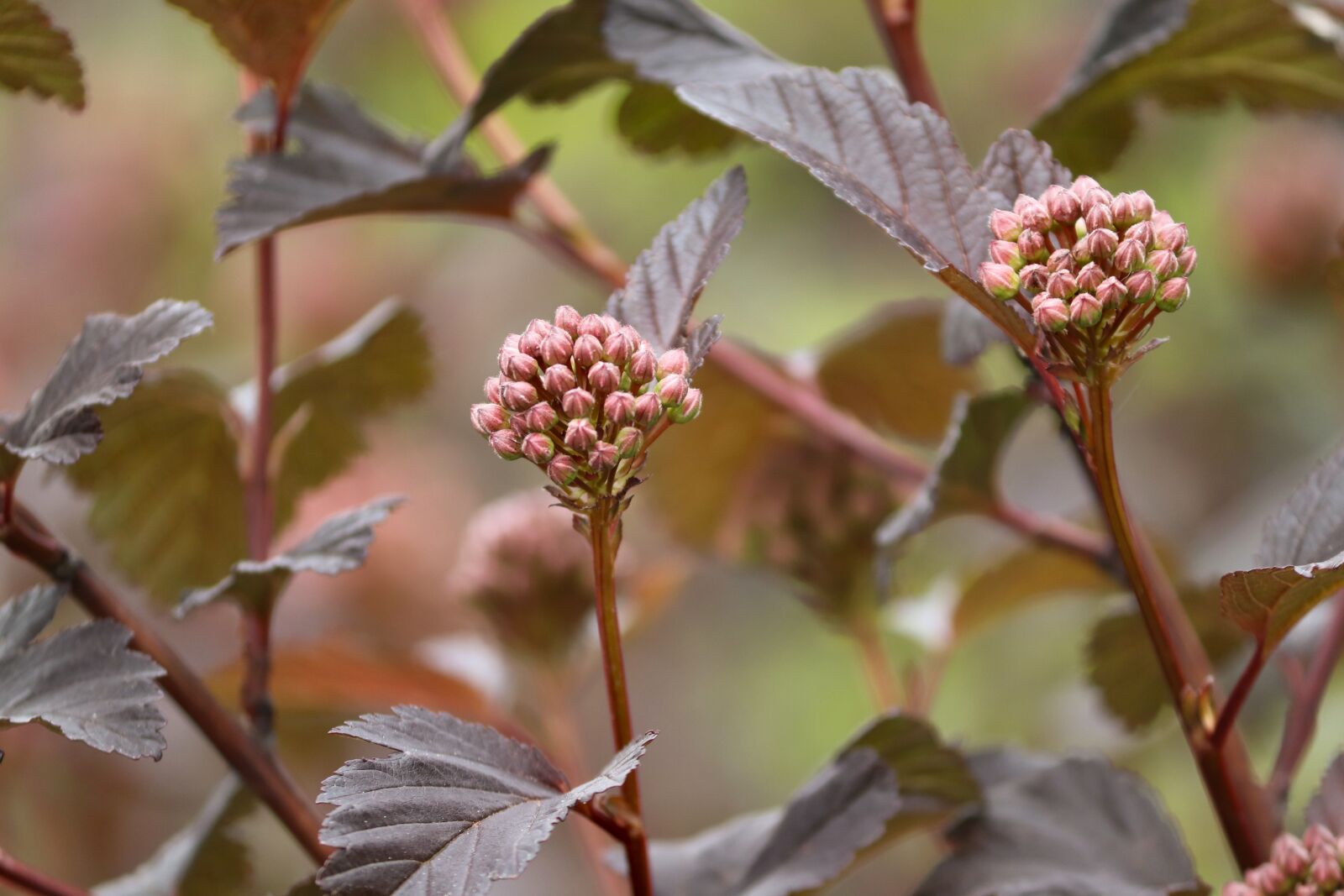 Canon EOS 200D (EOS Rebel SL2 / EOS Kiss X9) sample photo. Yellow ninebark, bud, physocarpus photography