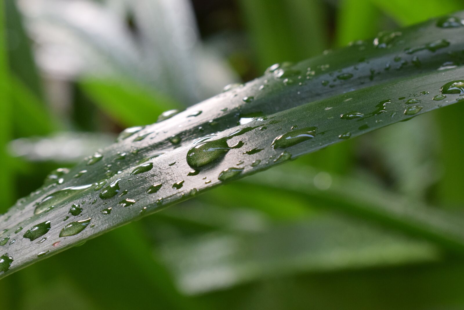 Nikon D5300 sample photo. Leaf, drop, water photography