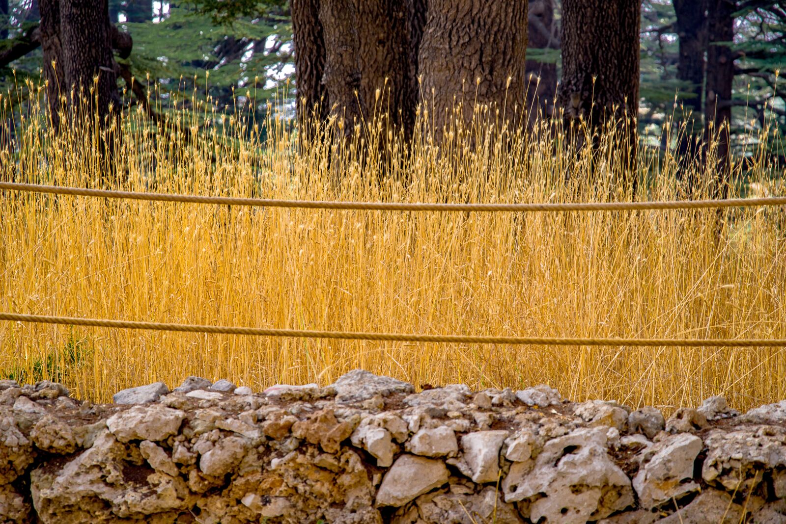 Pentax K-1 Mark II sample photo. Grass, high, dry photography