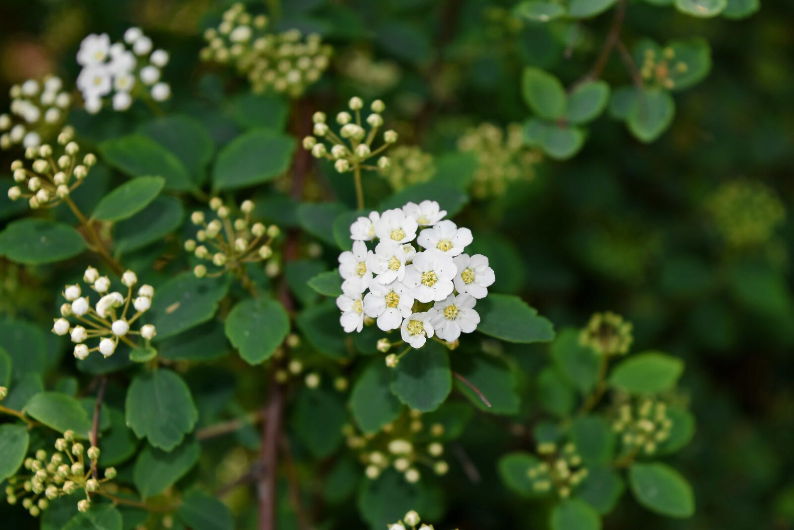 Nikon D5500 sample photo. Garden, blossom, plant, spring photography