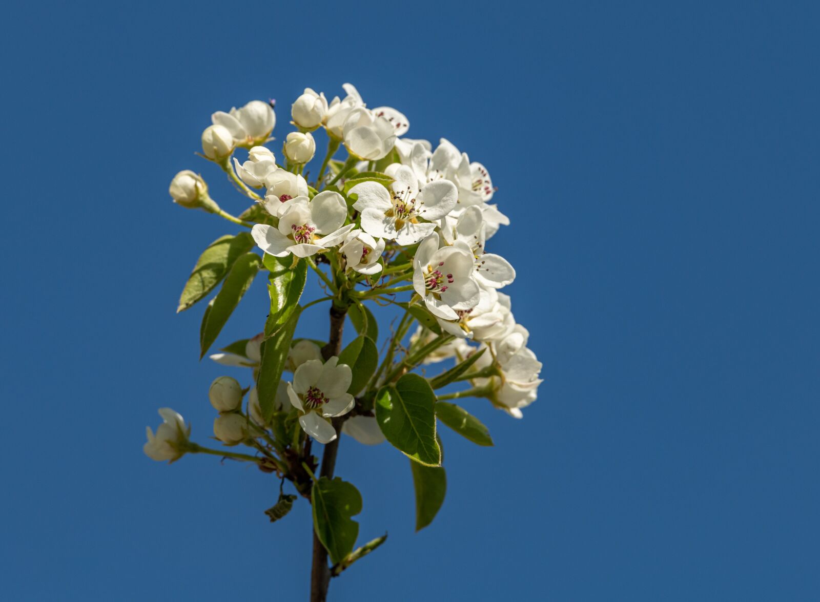 Nikon D850 sample photo. Flower, cherries, white photography