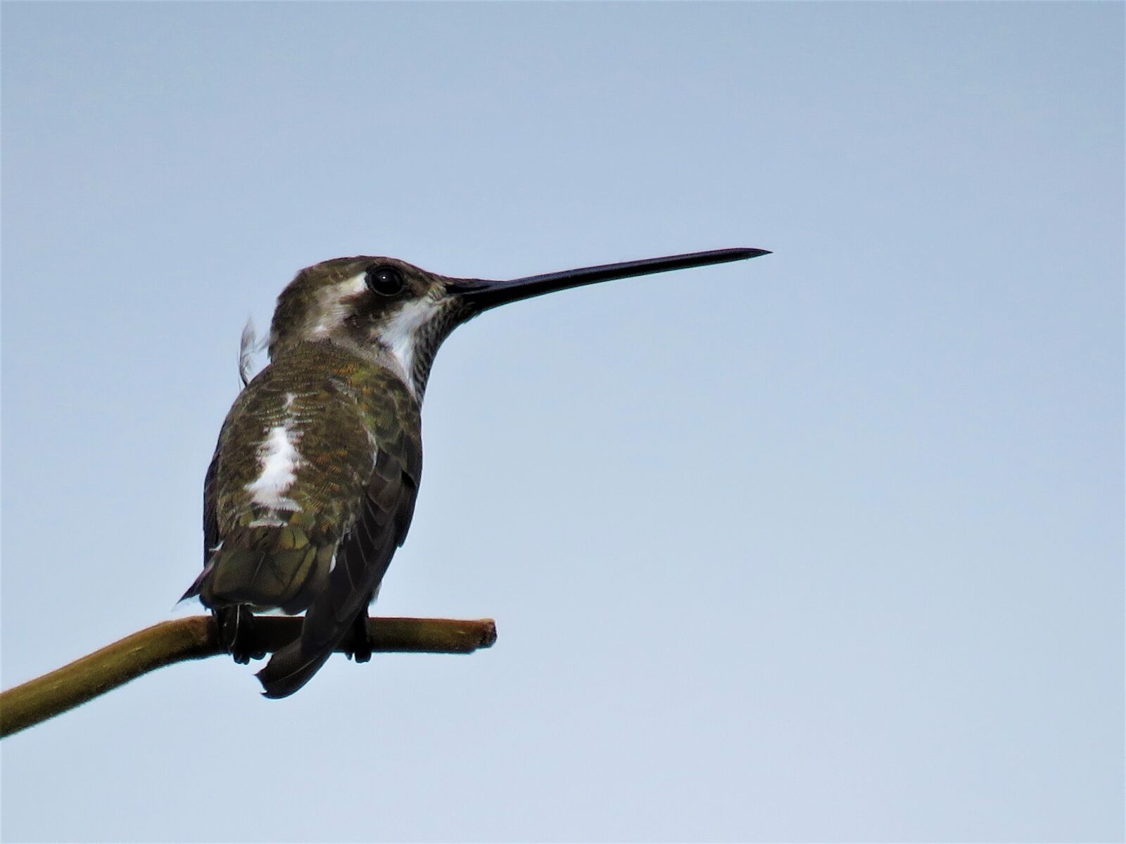 Canon PowerShot SX60 HS sample photo. Hummingbird, bird, nature photography