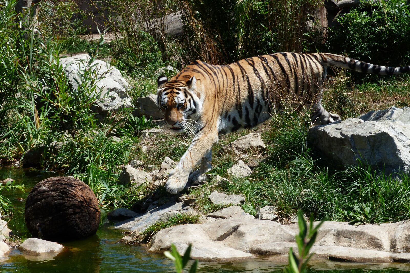 Panasonic Lumix DMC-FZ200 sample photo. Tiger, animal, beast photography