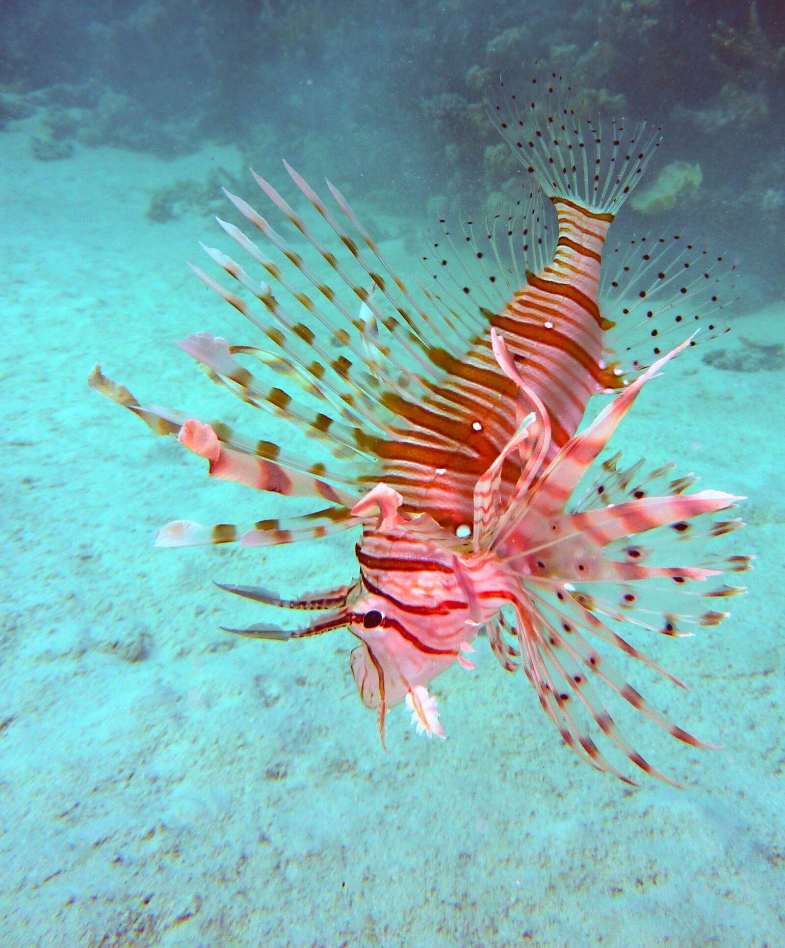 Panasonic Lumix DMC-ZS1 (Lumix DMC-TZ6) sample photo. Underwater, diving, scorpionsfisch photography