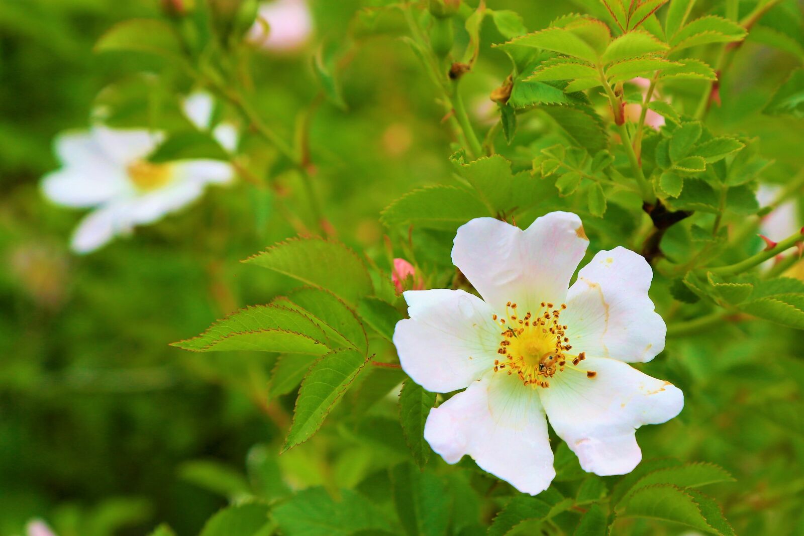 Canon EOS 5D Mark III sample photo. Flower, rosehip, spring photography
