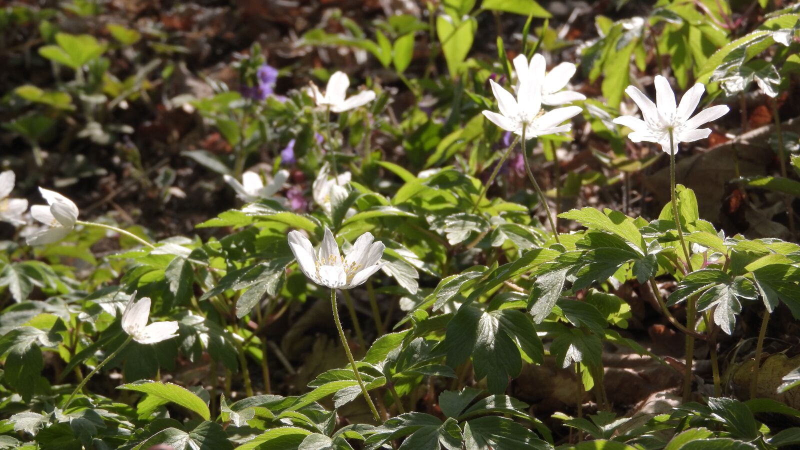 Nikon Coolpix P610 sample photo. Wood anemone, anemone nemorosa photography