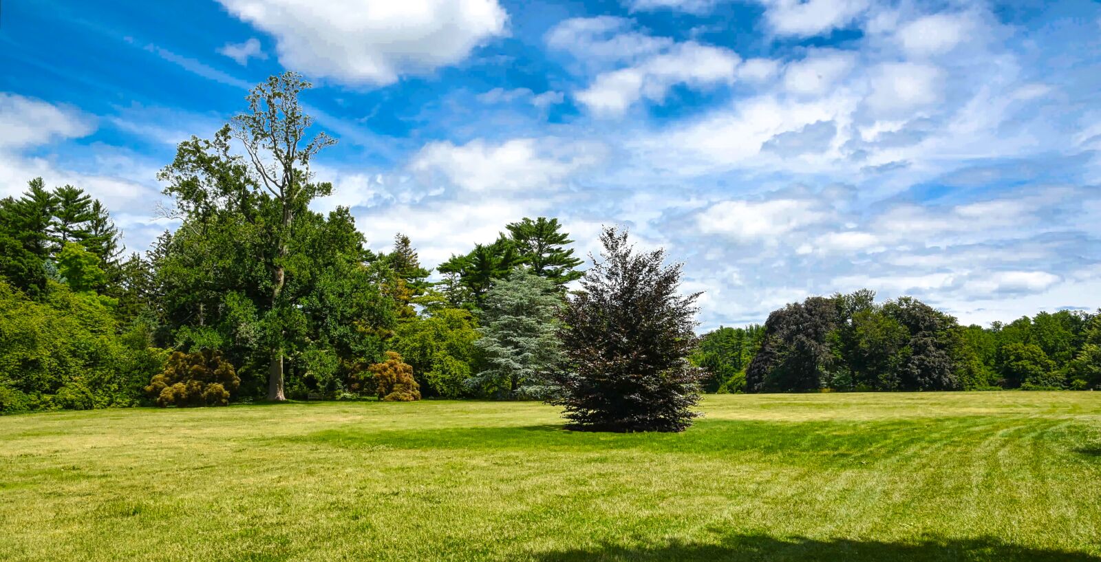 Nikon D750 sample photo. Grass, nature, tree photography