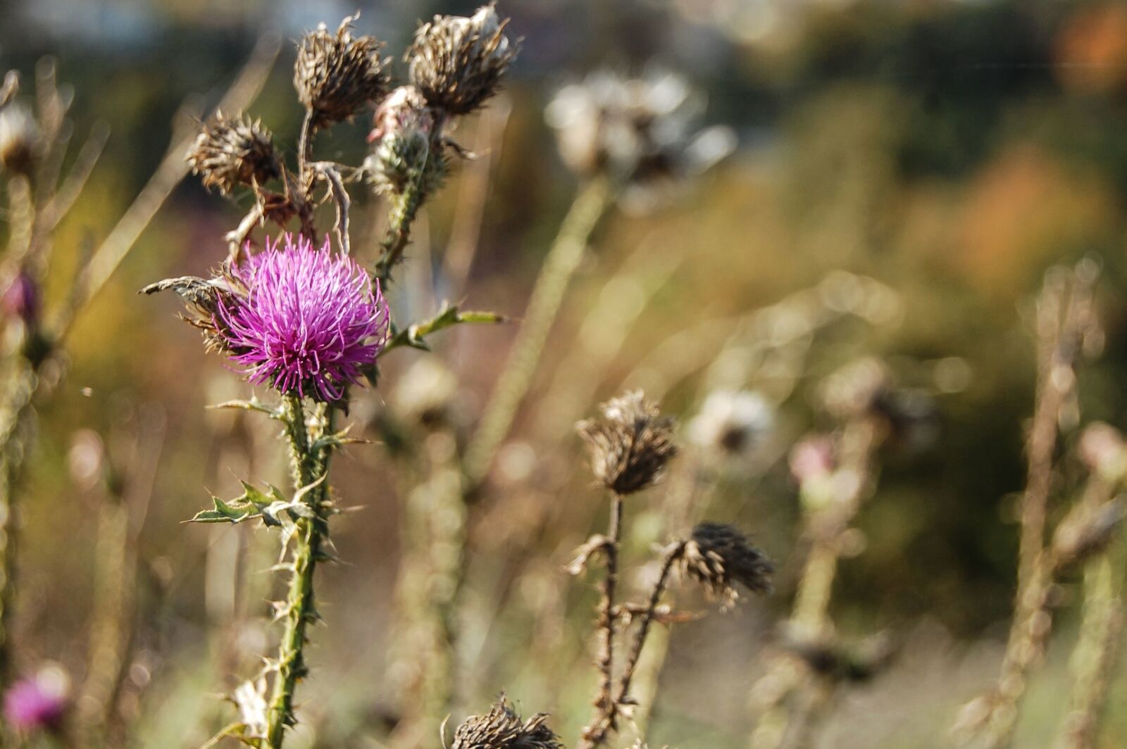Nikon D40 sample photo. Thristle, flower, plant, garden photography