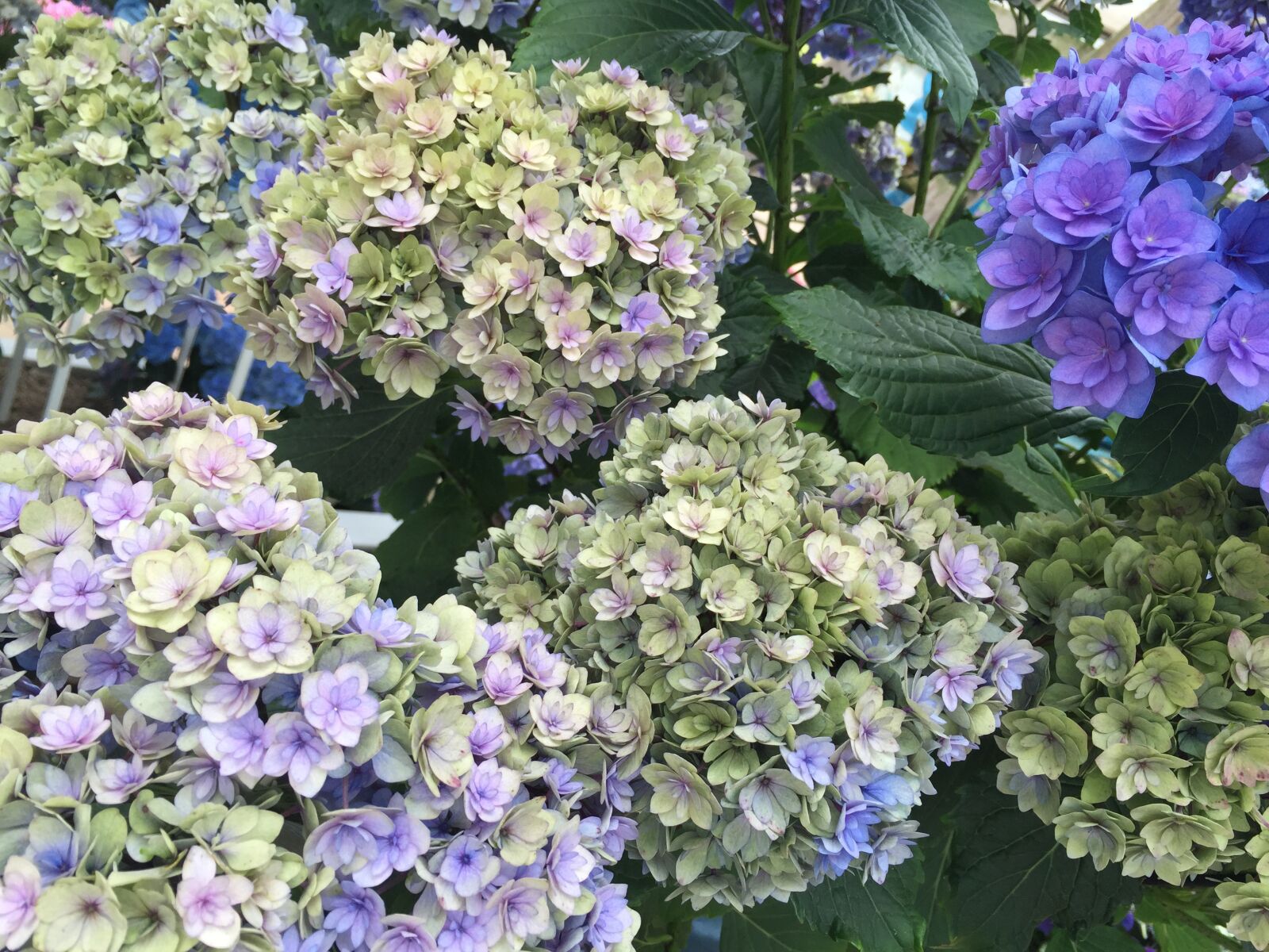 Apple iPhone 6 sample photo. Hydrangeas, flower, blossom photography