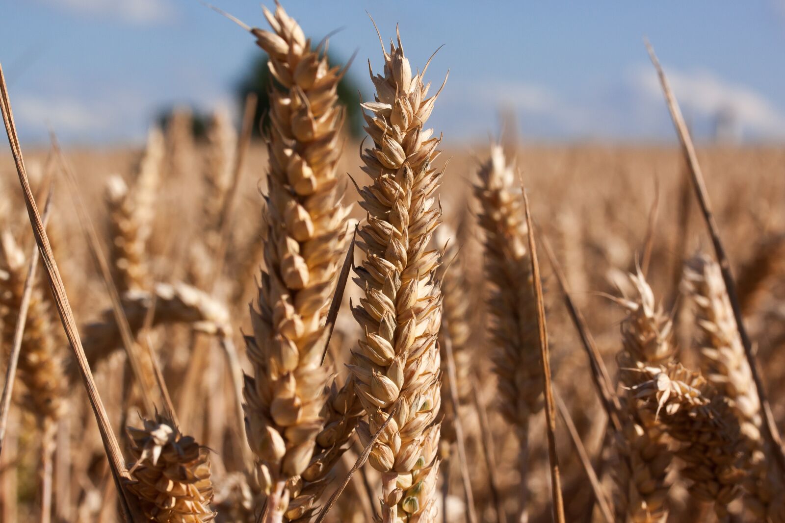 Canon EOS 50D sample photo. Ear, cereals, infructescence photography