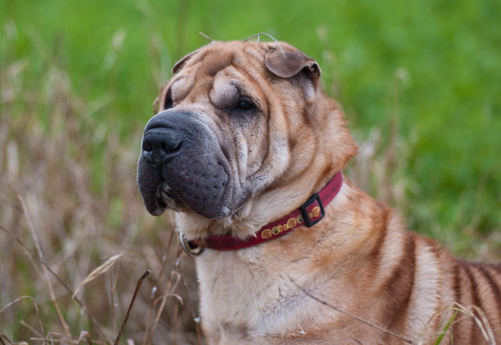 Nikon D300 sample photo. Dog, sharpei, portrait photography