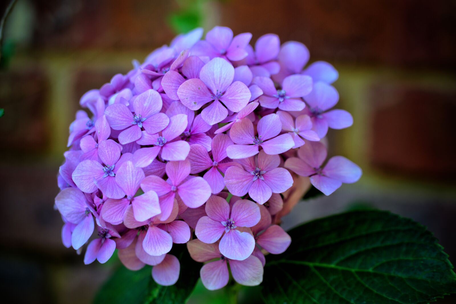 Nikon D3300 sample photo. Flower, hydrangea, pink photography