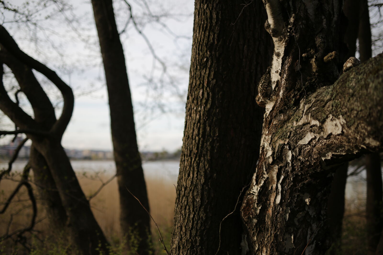 Canon EOS 6D sample photo. Golden hour trees photography