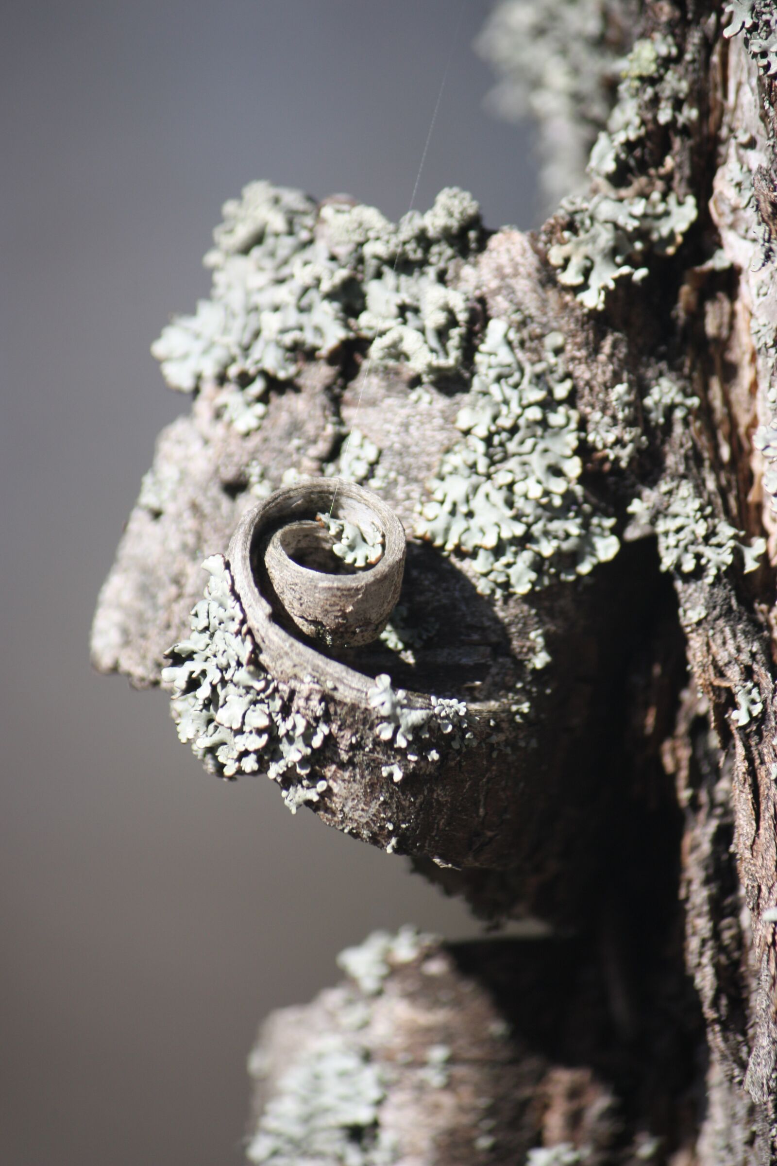 Canon EOS 450D (EOS Rebel XSi / EOS Kiss X2) sample photo. Bark, tree, lichen photography