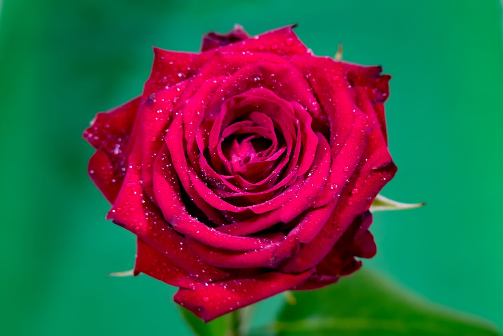 Fujifilm X-T10 sample photo. Rose, red, the petals photography