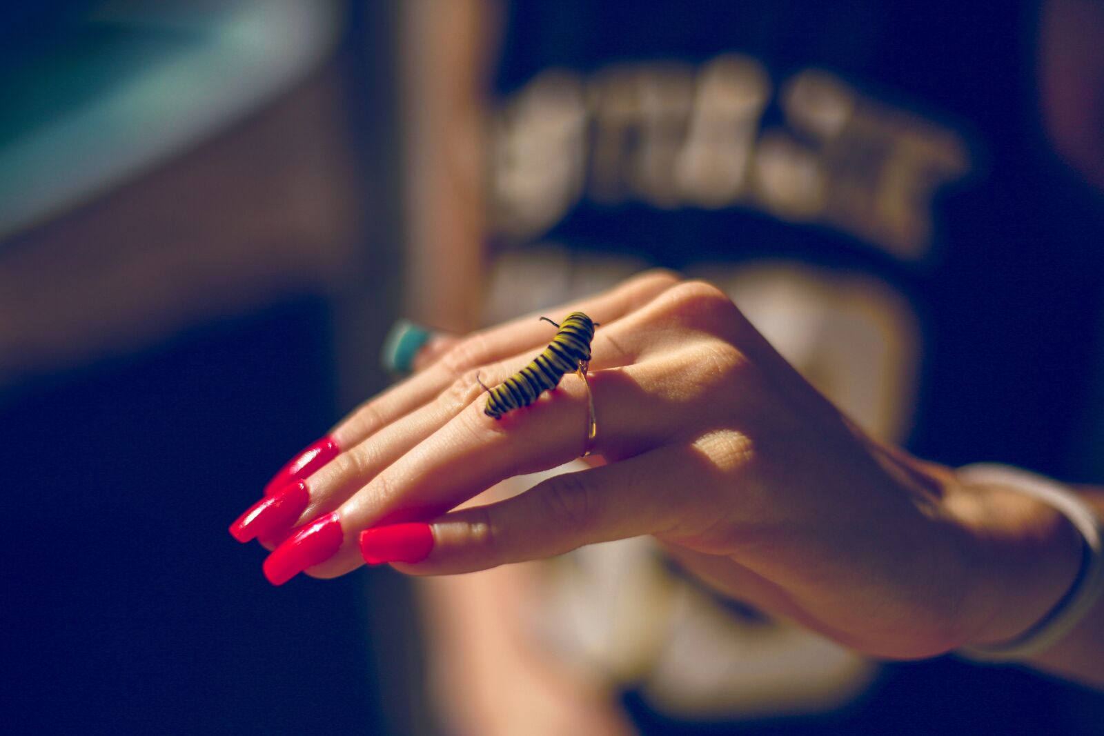 Canon EOS 5D sample photo. Caterpillar, butterfly, metamorphosis photography