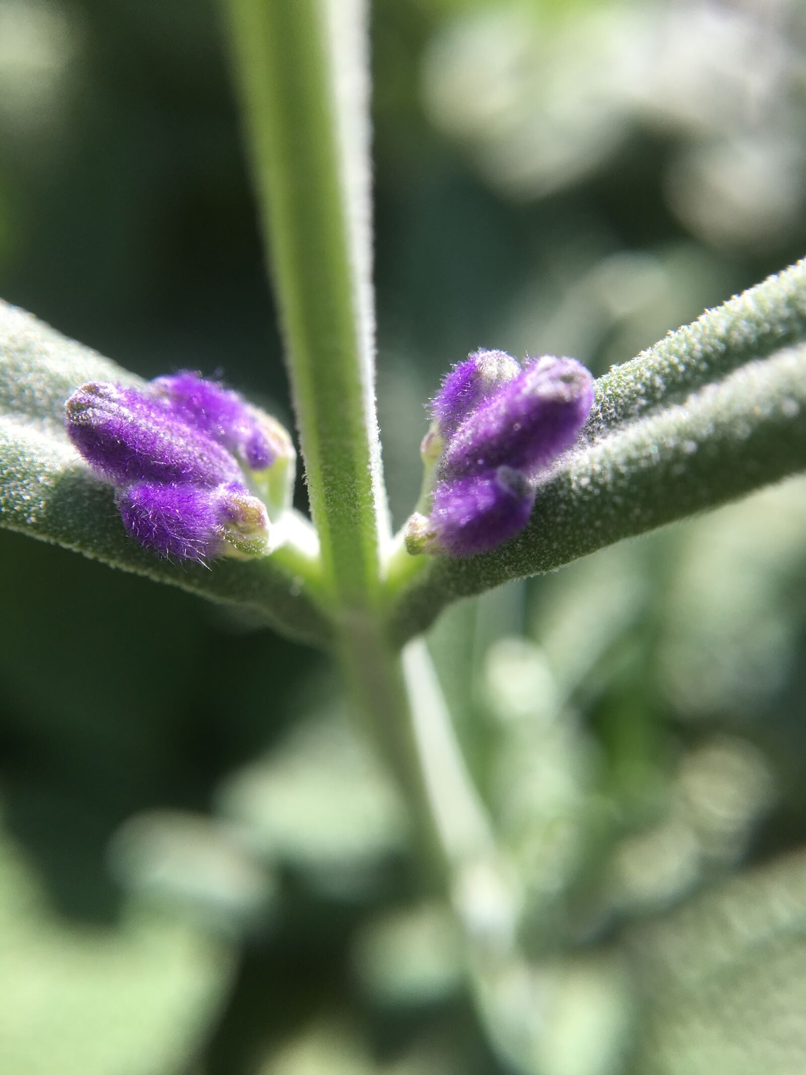 iPhone 6s Plus back camera 4.15mm f/2.2 sample photo. Rosemary, flower, bud photography