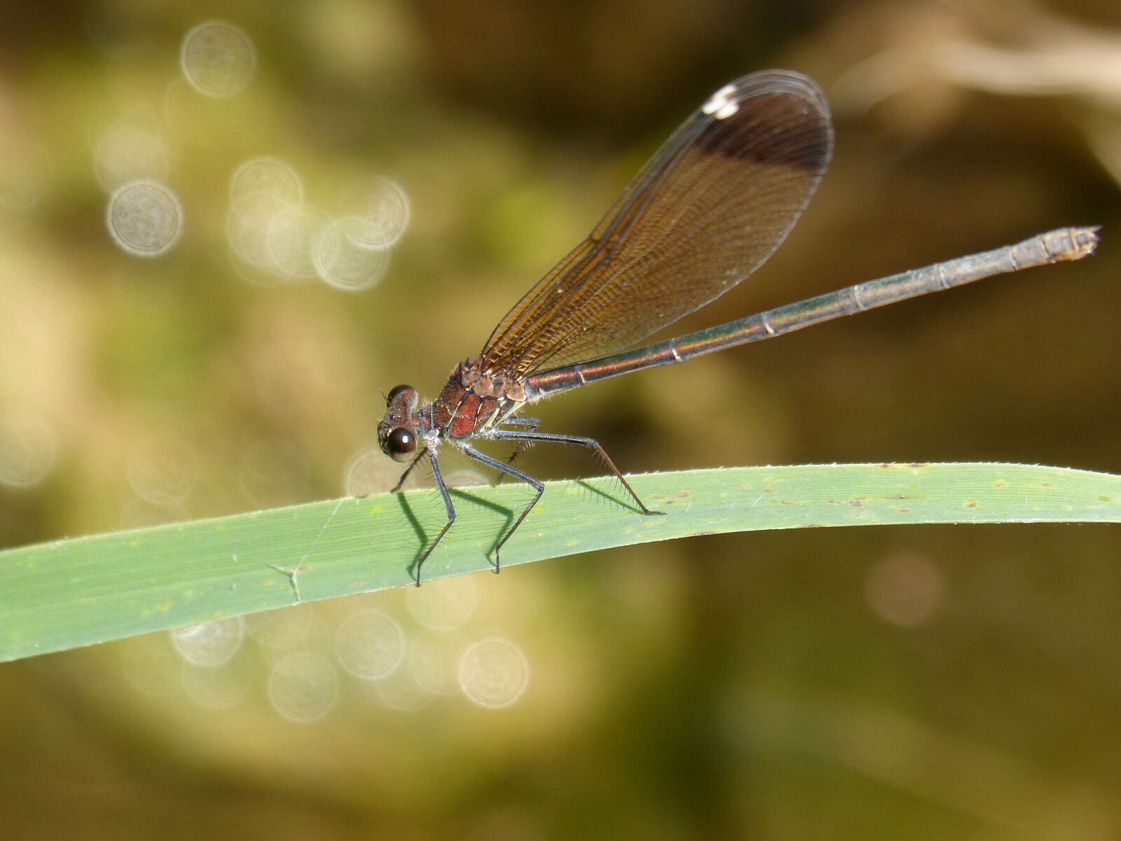 Panasonic DMC-FZ62 sample photo. Dragonfly, black dragonfly, leaf photography
