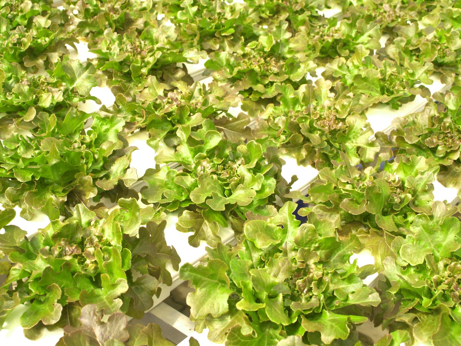 Olympus E-300 (EVOLT E-300) sample photo. Farm, market, hydroponic photography